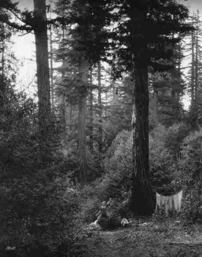 A Romance of the Redwoods (1917) with English Subtitles on DVD - Image 3