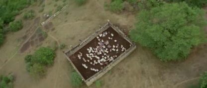 Africa: Blood and Guts (1966) with English Subtitles on DVD - Image 3