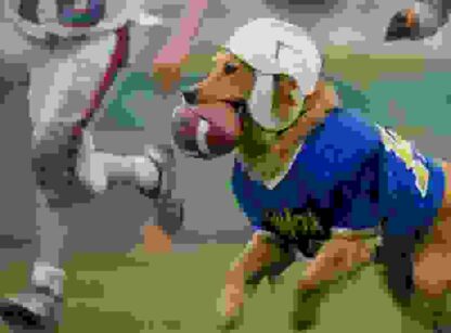 Air Bud: Golden Receiver (1998) Starring Kevin Zegers on DVD - Image 4