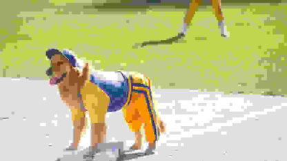 Air Bud: Seventh Inning Fetch (2002) Starring Jeffrey Ballard on DVD