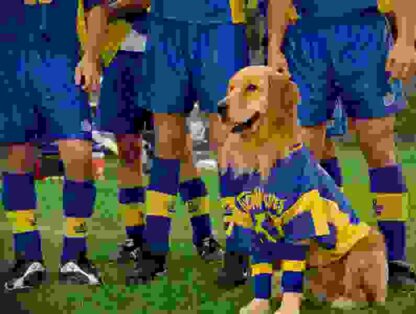 Air Bud: World Pup (2000) Starring Kevin Zegers on DVD - Image 2