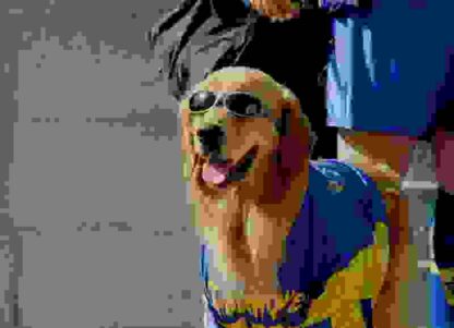 Air Bud: World Pup (2000) Starring Kevin Zegers on DVD - Image 4