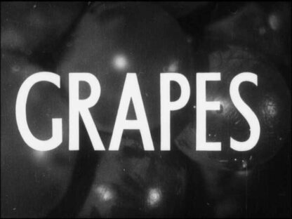 Australian Wines (1931) Starring  on DVD - Image 2
