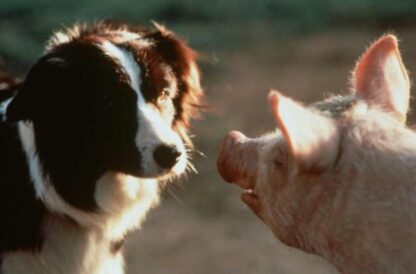 Babe (1995) Starring James Cromwell on DVD - Image 3