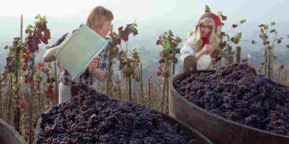 Blutjunge Verführerinnen 3. Teil (1972) with English Subtitles on DVD - Image 2