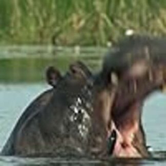 Boteti: The Returning River (2011) Starring  on DVD