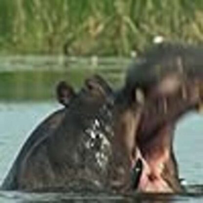 Boteti: The Returning River (2011) Starring  on DVD