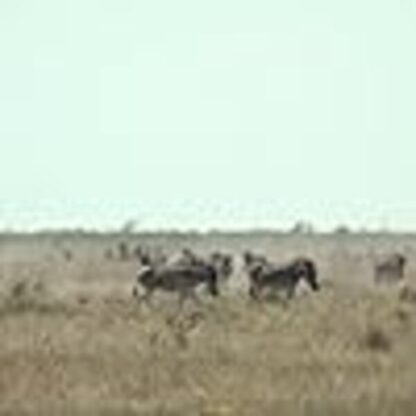Boteti: The Returning River (2011) Starring  on DVD - Image 3