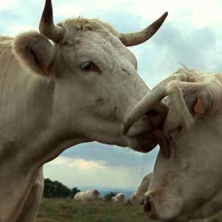 Bovines (2011) with English Subtitles on DVD