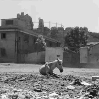 Byzance (1964) with English Subtitles on DVD