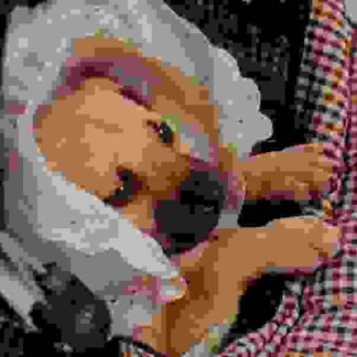 Chestnut: Hero of Central Park (2004) Starring Makenzie Vega on DVD