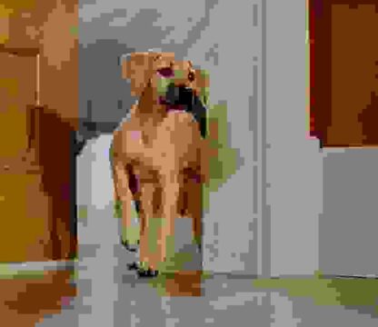 Chestnut: Hero of Central Park (2004) Starring Makenzie Vega on DVD - Image 2