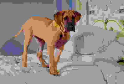 Chestnut: Hero of Central Park (2004) Starring Makenzie Vega on DVD - Image 4