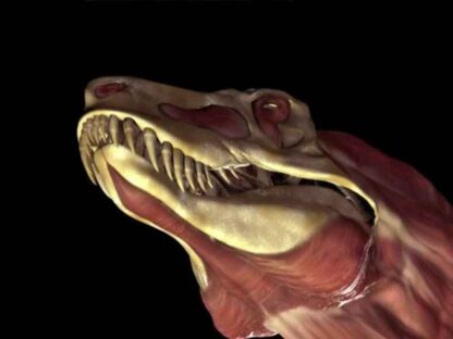 Clash of the Dinosaurs (TV Series 2009–2009) (2009) Starring Jason Hildebrandt on DVD - Image 3