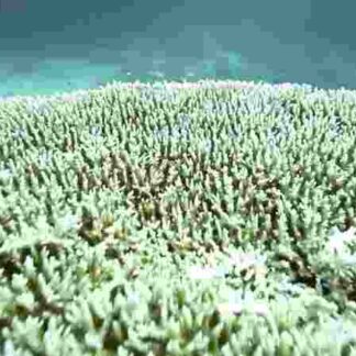 Desert Seas (2011) Starring David Attenborough on DVD