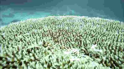 Desert Seas (2011) Starring David Attenborough on DVD - Image 2