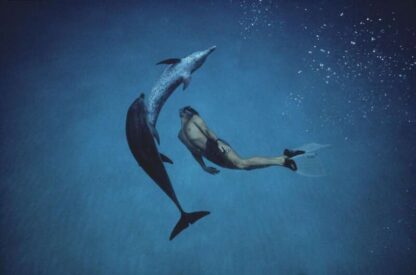 Dolphin Boy (2011) with English Subtitles on DVD - Image 3