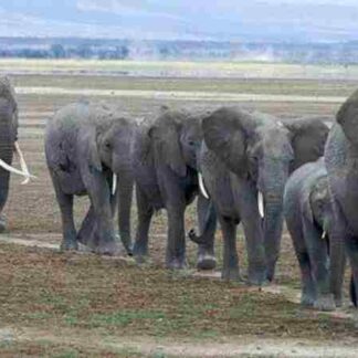 Echo: An Elephant to Remember (2010) Starring Martyn Colbeck on DVD