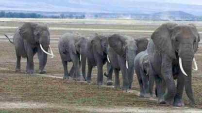 Echo: An Elephant to Remember (2010) Starring Martyn Colbeck on DVD