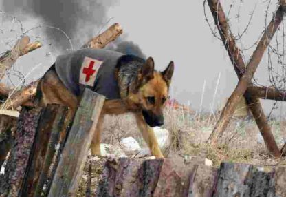 Finding Rin Tin Tin (2007) Starring Tyler Jensen on DVD - Image 4