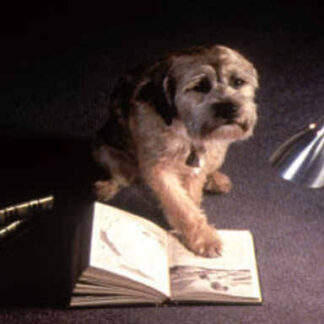 Good Boy (2003) Starring Liam Aiken on DVD
