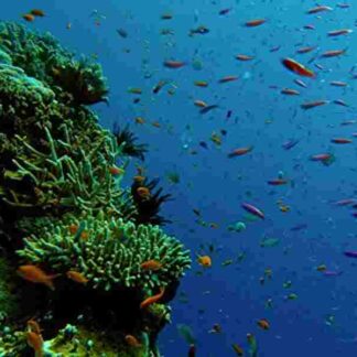 Great Barrier Reef (TV Series 2012–2012) (2012) Starring Monty Halls on DVD