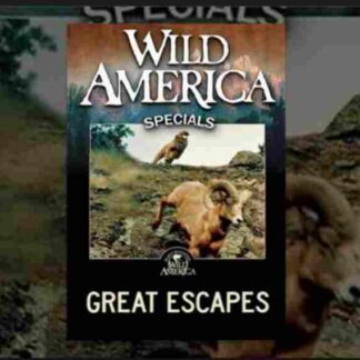 Great Escapes (1993) Starring Rich Hopkins on DVD