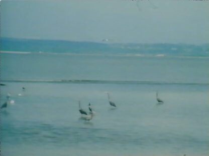 Green Dream (1994) with English Subtitles on DVD