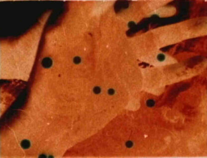 Hardwood Process (1996) with English Subtitles on DVD