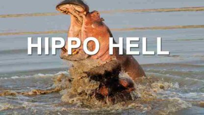 Hippo Hell (2007) Starring  on DVD - Image 3