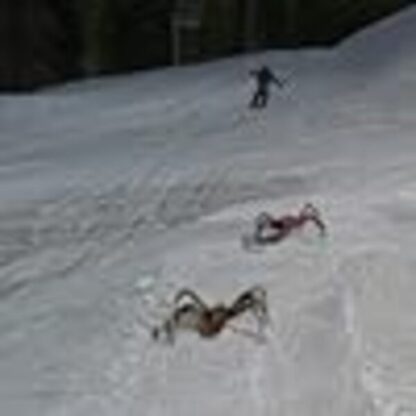 Ice Spiders (2007) Starring Patrick Muldoon on DVD - Image 4
