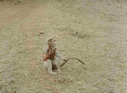 India: Matri Bhumi (1959) with English Subtitles on DVD - Image 2
