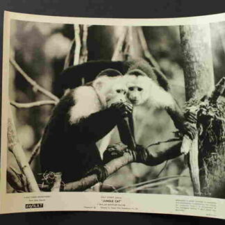 Jungle Cat (1960) Starring Winston Hibler on DVD