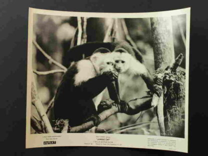 Jungle Cat (1960) Starring Winston Hibler on DVD
