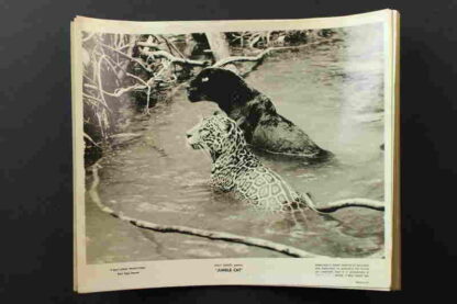 Jungle Cat (1960) Starring Winston Hibler on DVD - Image 2