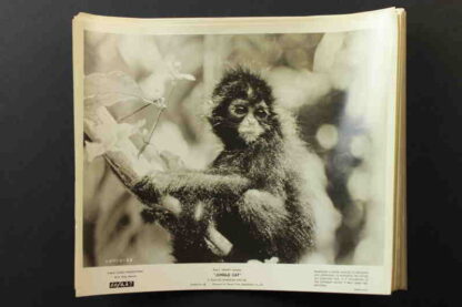 Jungle Cat (1960) Starring Winston Hibler on DVD - Image 3