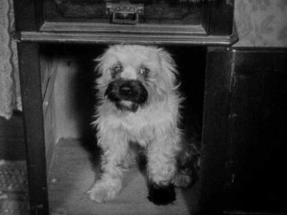 Laughing Gravy (1930) Starring Stan Laurel on DVD - Image 4