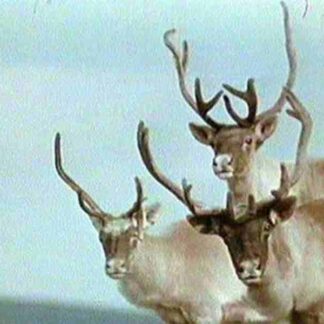 Le goût de la farine (1977) with English Subtitles on DVD