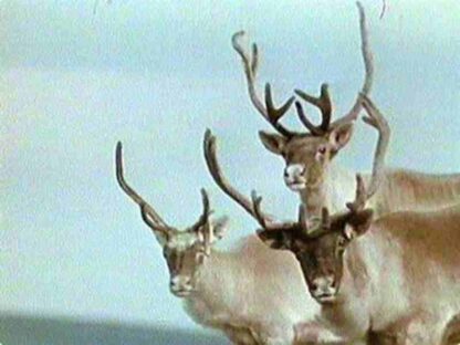 Le goût de la farine (1977) with English Subtitles on DVD