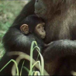 Life in the Trees (TV Episode 1979) (1979) Starring David Attenborough on DVD