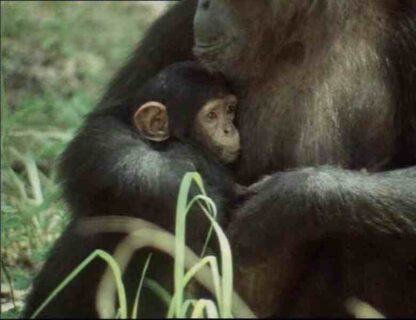 Life in the Trees (TV Episode 1979) (1979) Starring David Attenborough on DVD
