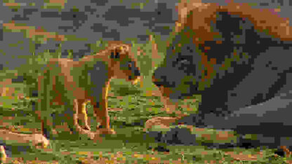 Lions of Crocodile River (2007) Starring  on DVD - Image 2