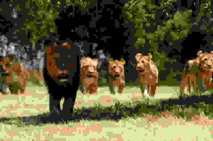 Lions of Crocodile River (2007) Starring  on DVD - Image 4