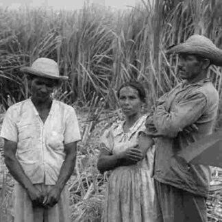 Maioria Absoluta (1964) with English Subtitles on DVD