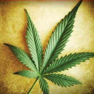 Marijuana: A Chronic History (2010) Starring Gary Philp on DVD