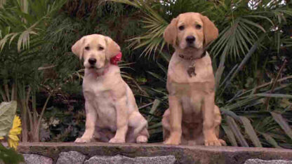 Marley & Me: The Puppy Years (2011) Starring Travis Turner on DVD - Image 2