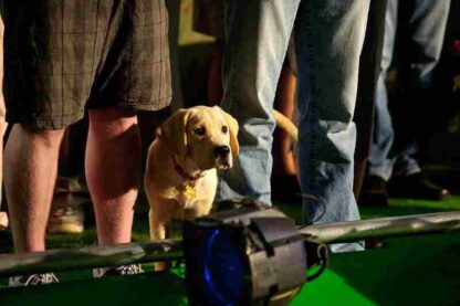 Marley & Me: The Puppy Years (2011) Starring Travis Turner on DVD - Image 3