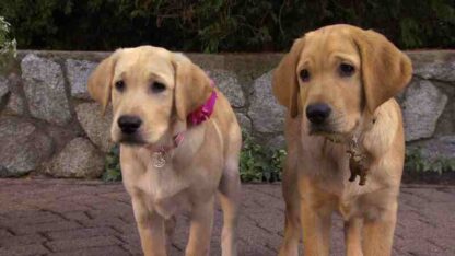 Marley & Me: The Puppy Years (2011) Starring Travis Turner on DVD - Image 4