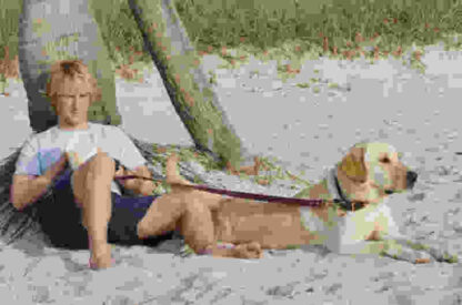 Marley & Me (2008) Starring Owen Wilson on DVD - Image 2