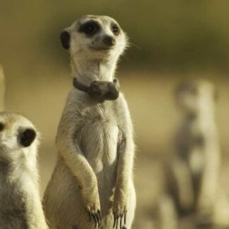 Meerkat Manor: The Story Begins (2008) Starring Whoopi Goldberg on DVD